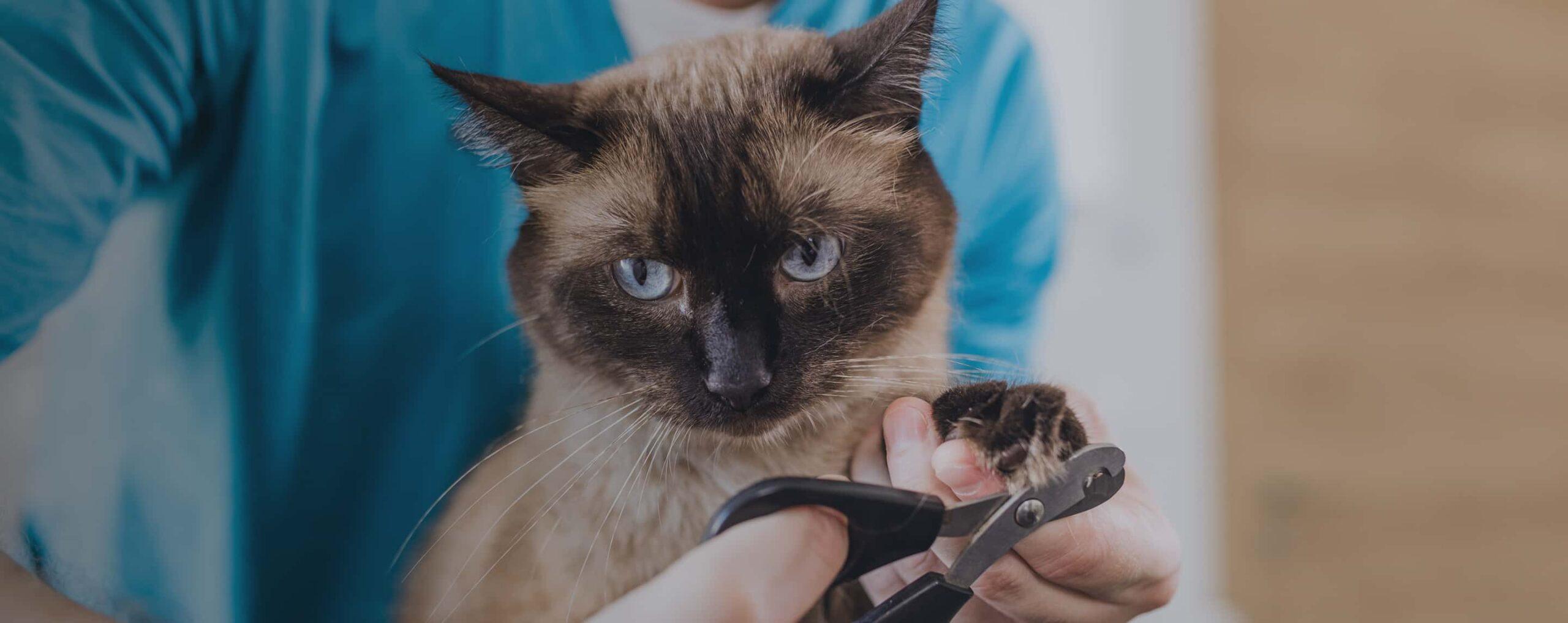 A Siamese cat has its claws trimmed.