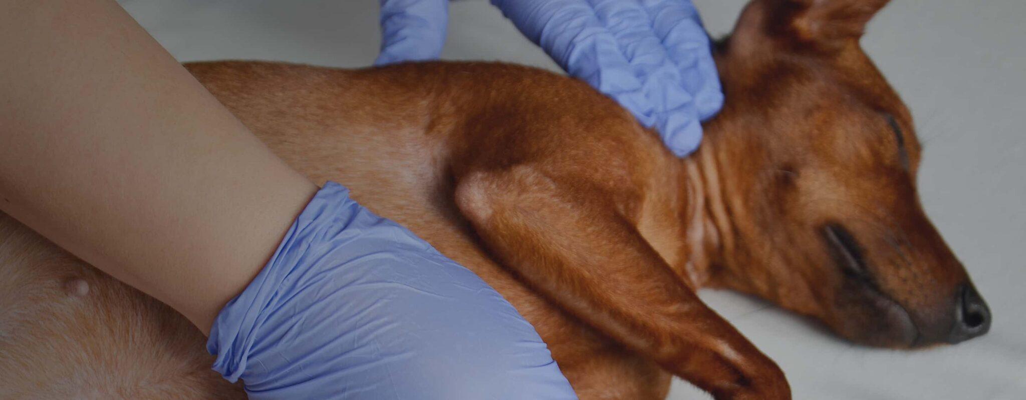 Malphus Comprehensive Care for Sick or Injured Pets in Thomasville, GA - Wound ...